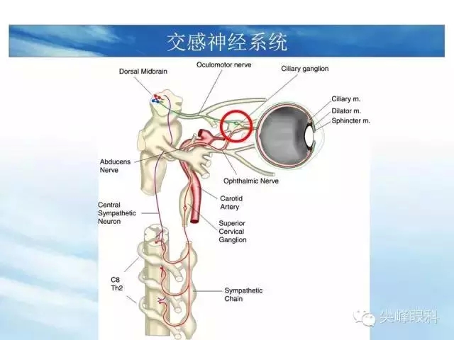 瞳孔的交感神经通路