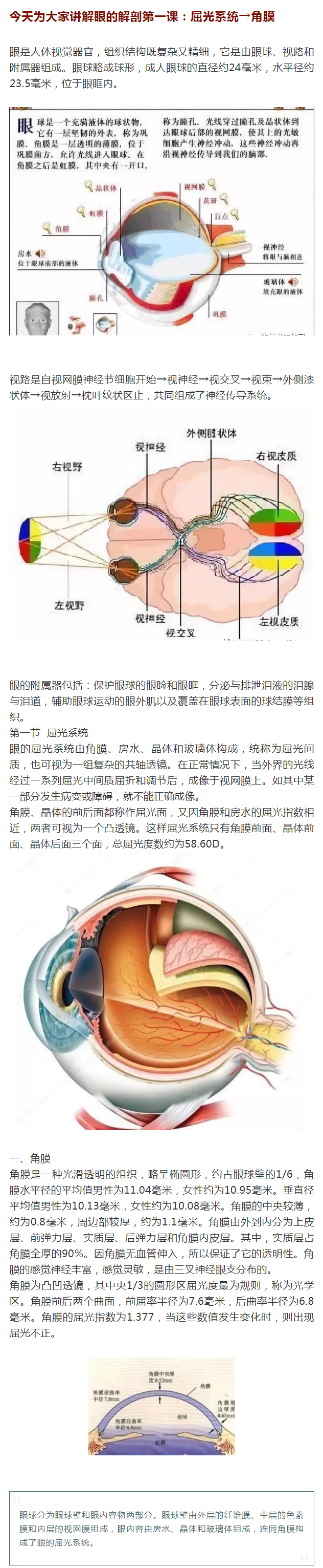 眼的解剖屈光系统