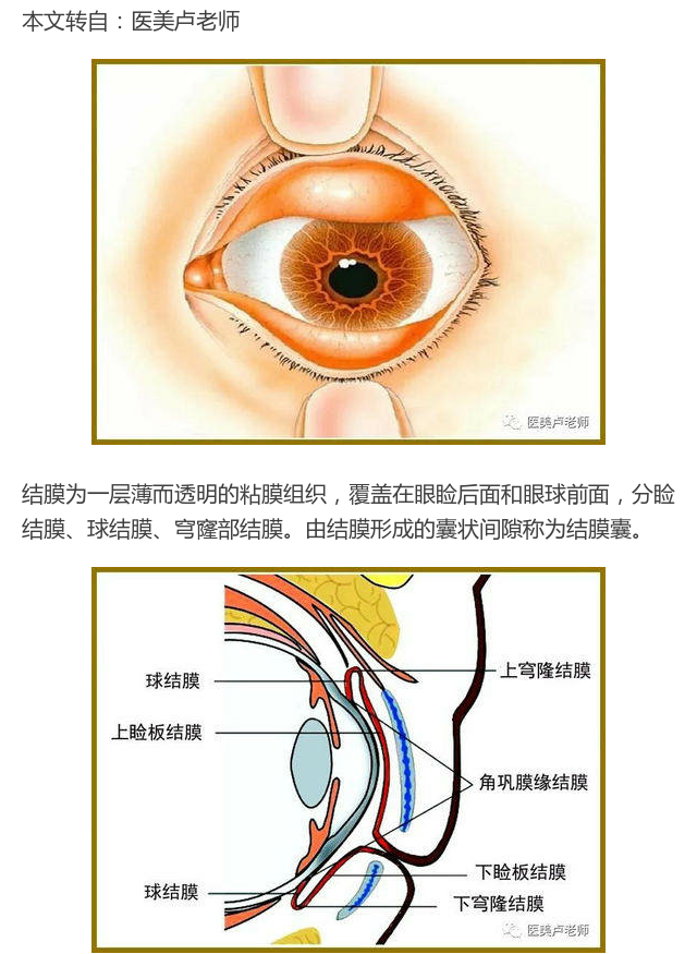 眼结膜解剖的认知